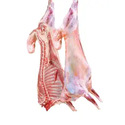 Naeemi Sheep